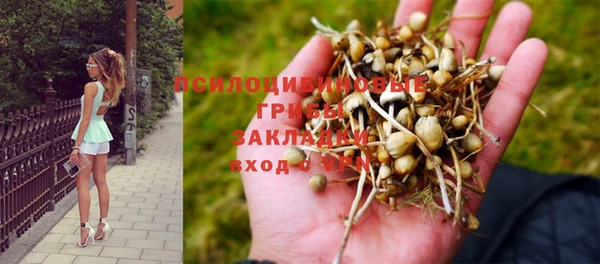 стаф Алзамай